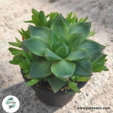 Haworthia cymbiformis / 40 seeds (Cathedral Window Haworthia)